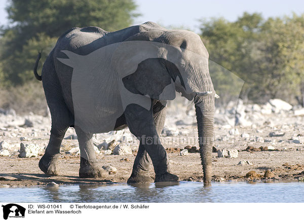 Elefant am Wasserloch / WS-01041