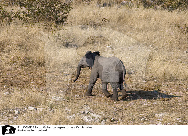 Afrikanischer Elefant / WS-01042