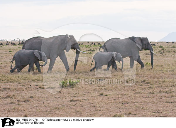 afrikanischer Elefant / african elephant / MBS-01078