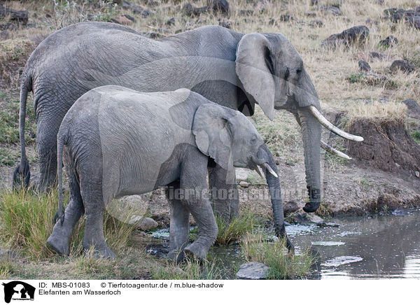 Elefanten am Wasserloch / elephant at watering place / MBS-01083