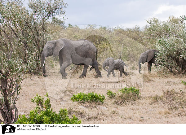 afrikanischer Elefant / african elephant / MBS-01099