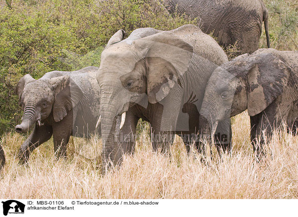 afrikanischer Elefant / african elephant / MBS-01106