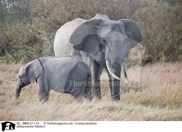 afrikanischer Elefant / african elephant / MBS-01115