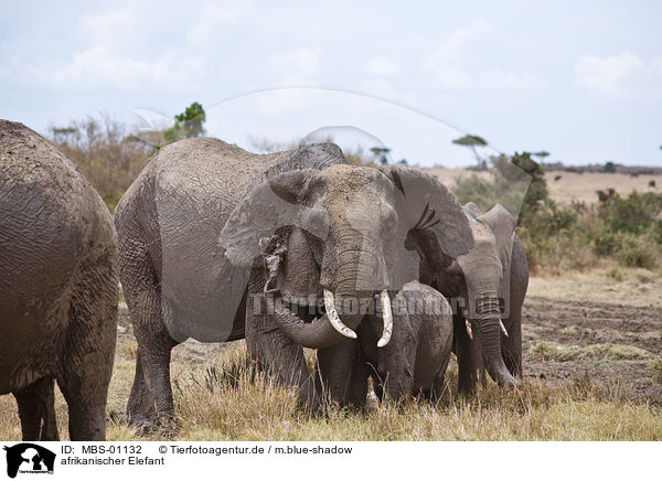 afrikanischer Elefant / african elephant / MBS-01132
