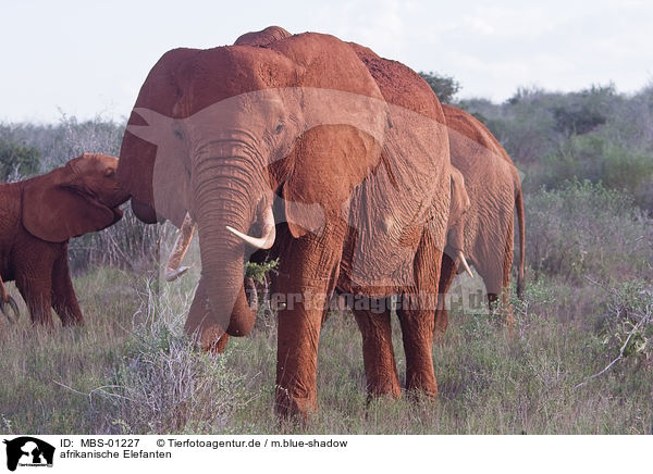 afrikanische Elefanten / african elephants / MBS-01227