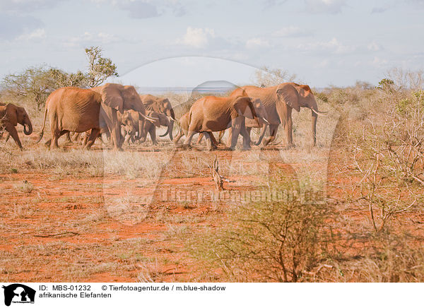 afrikanische Elefanten / african elephants / MBS-01232