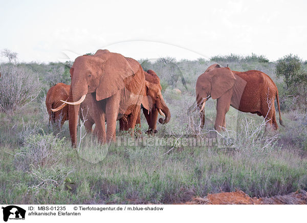 afrikanische Elefanten / african elephants / MBS-01235