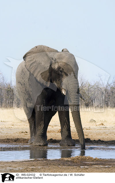 afrikanischer Elefant / african elephant / WS-02432