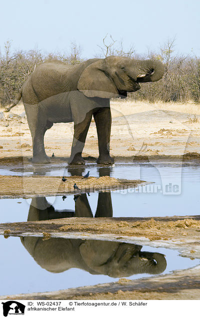 afrikanischer Elefant / WS-02437