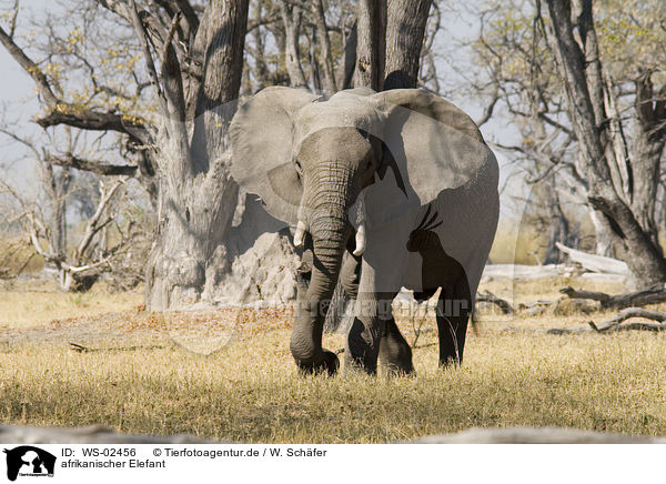afrikanischer Elefant / african elephant / WS-02456