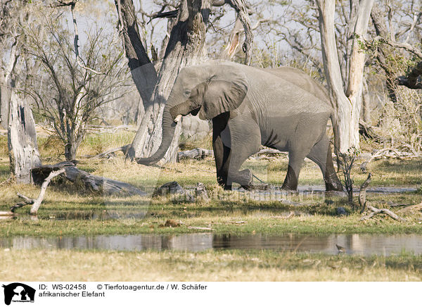 afrikanischer Elefant / african elephant / WS-02458