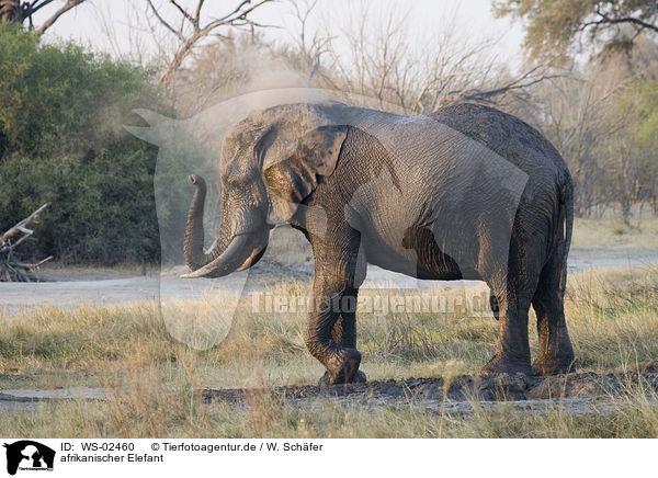 afrikanischer Elefant / african elephant / WS-02460