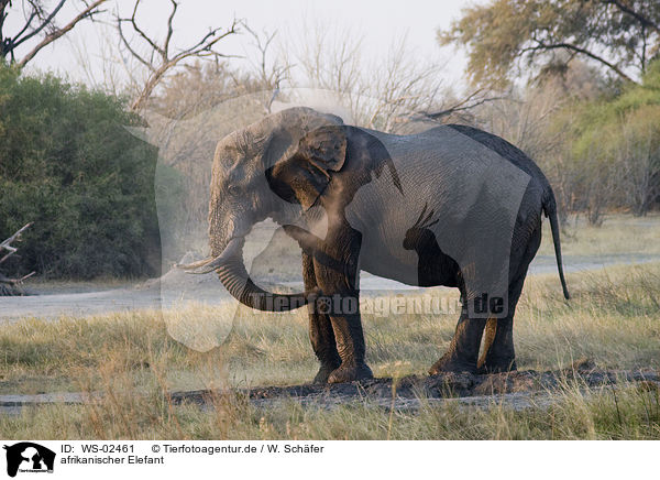 afrikanischer Elefant / african elephant / WS-02461