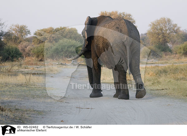 afrikanischer Elefant / african elephant / WS-02462