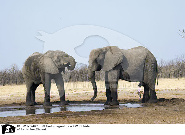afrikanischer Elefant / african elephant / WS-02467