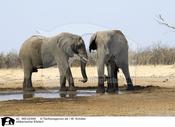 afrikanischer Elefant / african elephant / WS-02468