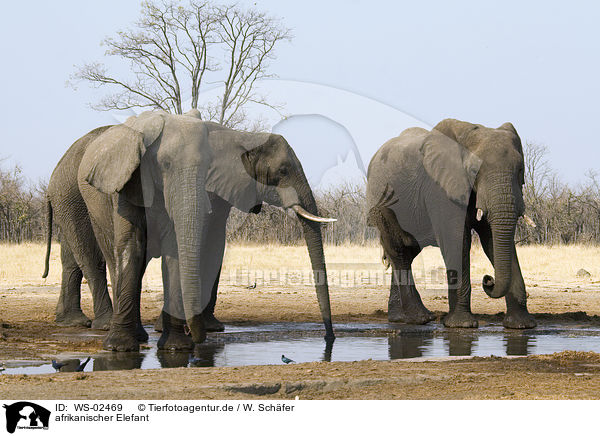 afrikanischer Elefant / african elephant / WS-02469