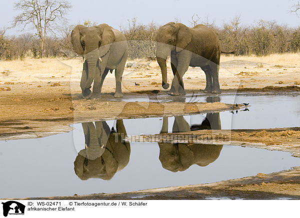 afrikanischer Elefant / african elephant / WS-02471