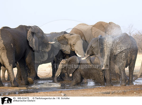 afrikanischer Elefant / african elephant / WS-02475