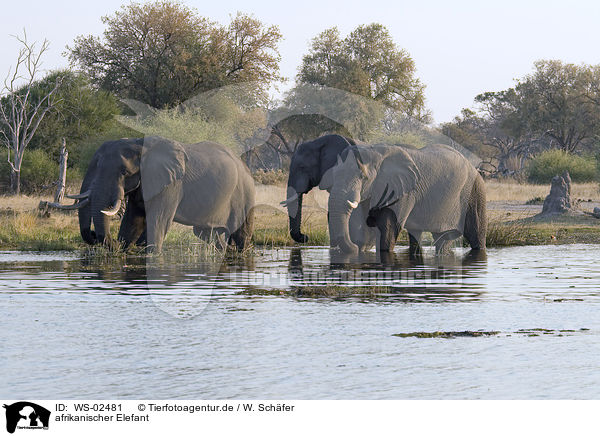 afrikanischer Elefant / african elephant / WS-02481