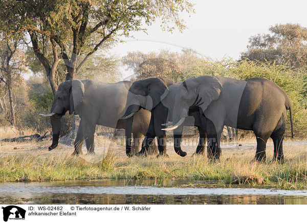 afrikanischer Elefant / african elephant / WS-02482