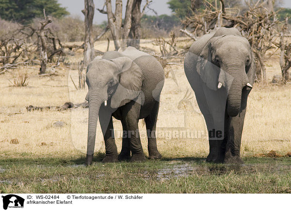 afrikanischer Elefant / african elephant / WS-02484