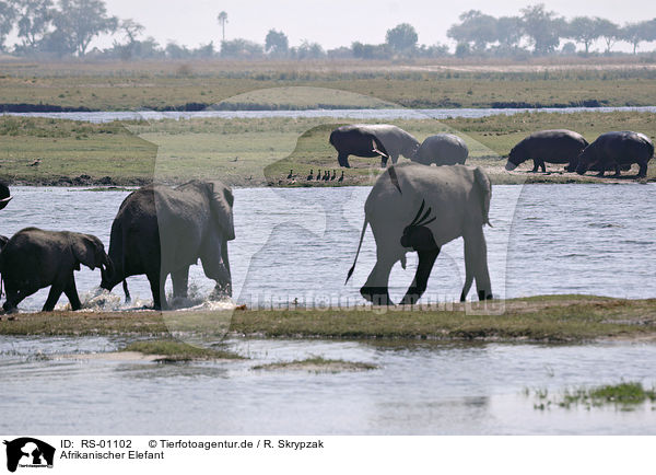 Afrikanischer Elefant / RS-01102