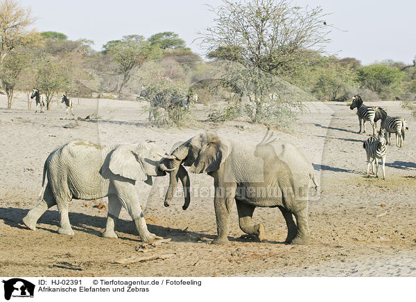 Afrikanische Elefanten und Zebras / African Elephants and zebras / HJ-02391
