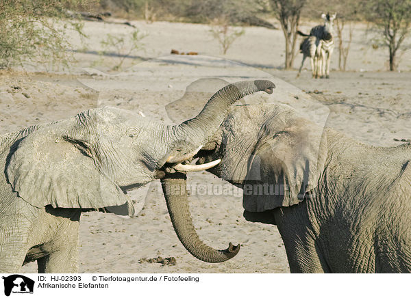Afrikanische Elefanten / African Elephants / HJ-02393