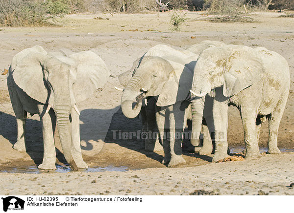Afrikanische Elefanten / African Elephants / HJ-02395