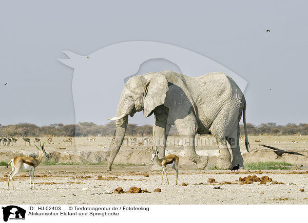Afrikanischer Elefant und Springbcke / HJ-02403