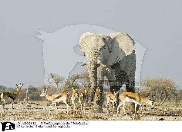 Afrikanischer Elefant und Springbcke / African Elephant and springboks / HJ-02412
