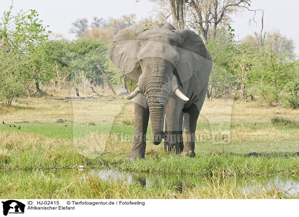 Afrikanischer Elefant / HJ-02415