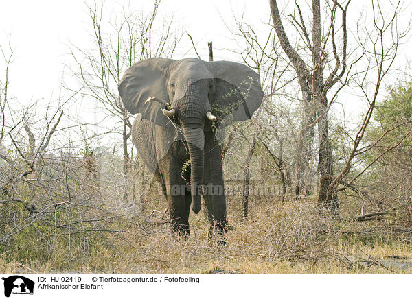 Afrikanischer Elefant / HJ-02419