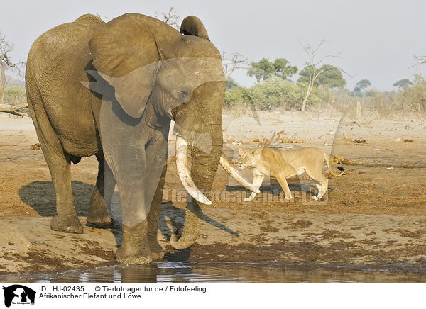 Afrikanischer Elefant und Lwe / HJ-02435