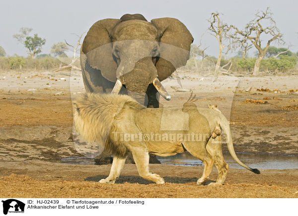Afrikanischer Elefant und Lwe / HJ-02439
