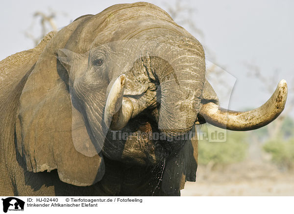trinkender Afrikanischer Elefant / HJ-02440