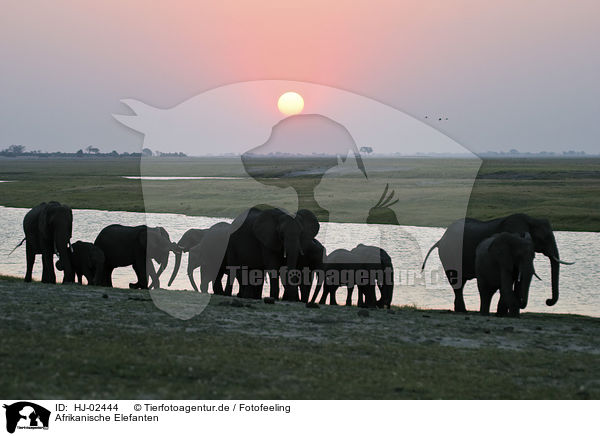 Afrikanische Elefanten / HJ-02444