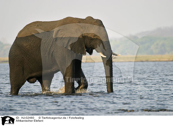 Afrikanischer Elefant / African Elephant / HJ-02460