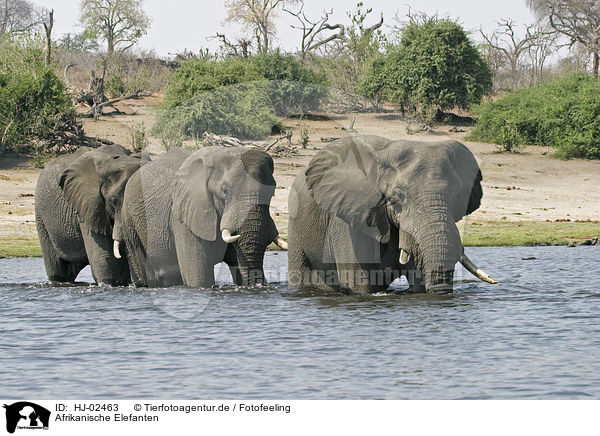 Afrikanische Elefanten / African Elephants / HJ-02463