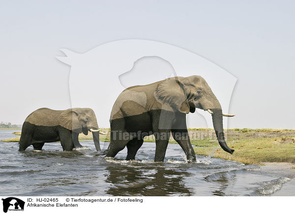 Afrikanische Elefanten / African Elephants / HJ-02465