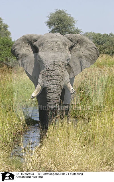Afrikanischer Elefant / HJ-02503