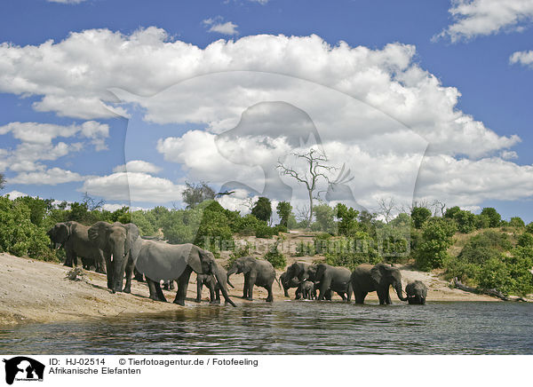 Afrikanische Elefanten / African Elephants / HJ-02514