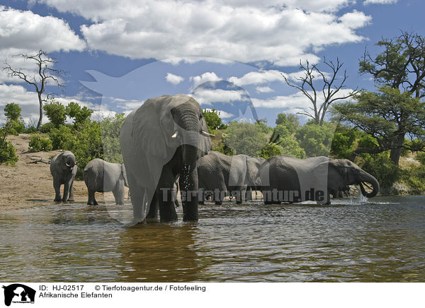 Afrikanische Elefanten / African Elephants / HJ-02517