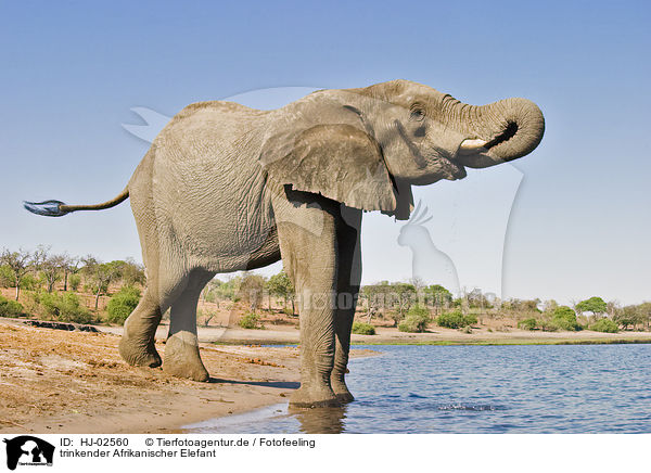 trinkender Afrikanischer Elefant / HJ-02560