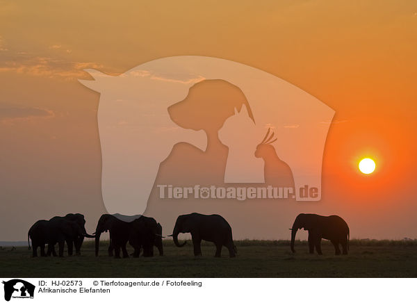 Afrikanische Elefanten / African Elephants / HJ-02573