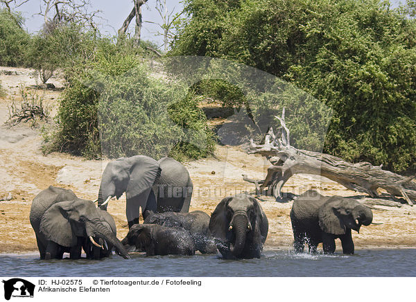 Afrikanische Elefanten / African Elephants / HJ-02575