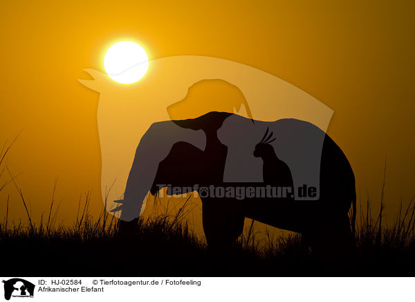 Afrikanischer Elefant / African Elephant / HJ-02584