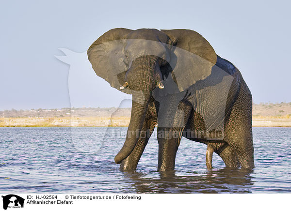 Afrikanischer Elefant / African Elephant / HJ-02594