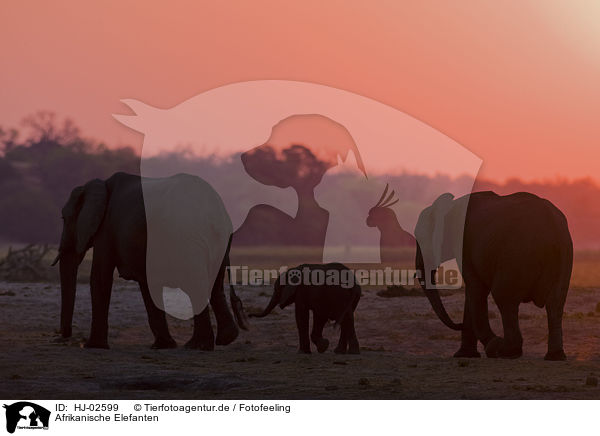 Afrikanische Elefanten / African Elephants / HJ-02599